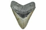 Serrated, Fossil Megalodon Tooth - North Carolina #349355-1